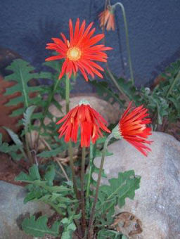 imvubu daisysm Imvubu Gerbera
