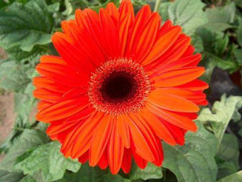 imvubu redsm Imvubu Gerbera